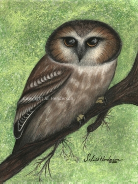 Northern Saw-whet Owl pastel copyright