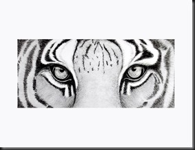 2017-12 Bengal Tiger Eyes - final charcoal (2)
